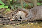 European Otter (Lutra lutra) on Rock Eating Fish, Bavaria, Germany