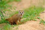 Portrait of Yellow Mongoose (Cynictis penicillata), Bavaria, Germany