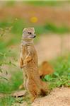 Yellow Mongoose (Cynictis penicillata) Standing on Hind Legs, Bavaria, Germany