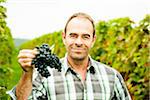 Portrait of grape grower standing in vineyard, holding bundle of grapes, smiling and looking at camera, Rhineland-Palatinate, Germany