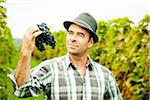 Portrait of grape grower standing in vineyard, examining bundle of grapes, Rhineland-Palatinate, Germany