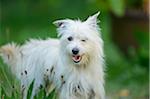 Mixed-breed dog sitting in meadow, Bavaria, Germany