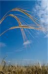 Close-up of barley ears with field in the background, Germany