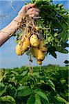 Close-up of man's hand holding potato plant in field, during potato harvest, Germany