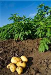 Potatoes being harvested in field of potato plants, Germany