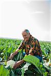 Farmer in field looking at cauliflower crop, Germany