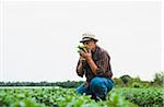 Farmer in field, holding and smelling leaves from crop, Germany