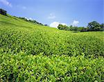 Tea Field, Wazuka, Kyoto, Japan