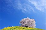 Cherry Blossoms, Gyoda, Saitama, Japan