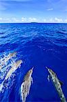 Dolphins, Palau