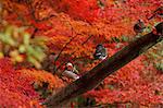 Mandarin Duck, Gifu, Japan