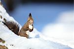 Hokkaido Squirrel, Hokkaido, Japan