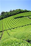 Tea Field, Kyoto, Japan