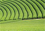 Tea Field, Kyoto, Japan