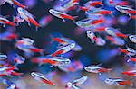 Neon Tetra