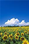 Sunflower Park, Hokuryu, Hokkaido, Japan