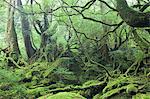 Yakushima, Kagoshima, Japan