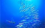 Barracuda And Diver, Kagoshima, Japan