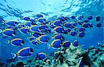 Tropical Fish, Biyadoo Island, Maldives