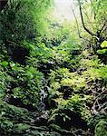 Forest Of Yanbaru, Okinawa, Japan