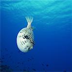 Arothron Hispidus, Kerama Islands, Okinawa, Japan