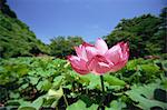 Lotus, Fukushima, Japan