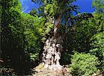 Jomon Sugi, Yakushima, Kagoshima, Japan