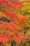 Autumn Leaves Of Momijidani, Hokkaido, Japan