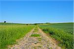 Field Path in Spring, Buedingen, Hesse, Germany