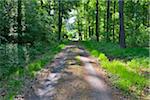 Forest Path in Spring, Kefenrod, Hesse, Germany