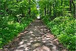 Forest Path in Spring, Grebenhain, Hesse, Germany