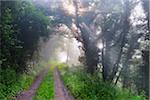 Forest Path with Morning Mist in Summer, Grossheubach, Franconia, Bavaria, Germany