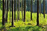 Coniferous Forest in Spring, Kefenrod, Hesse, Germany