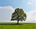 Oak Tree in field in Spring, Grebenhain, Hesse, Germany