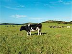 Cows in pasture, Burnside Dairy Farm
