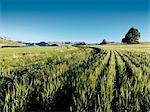 Wheat Field, Free State