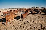 Agriculture, Free Range Bonsmara Cattle Farm