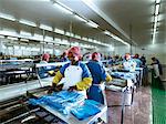 Filleting Hake, Sea Harvest Processing Facility.