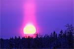 Pink sunset above winter forest