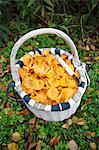 Chanterelle in basket, high angle view
