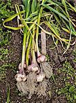 High angle view of garlic
