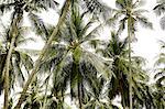 Palm trees, Thailand