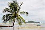Palm tree on beach, Thailand