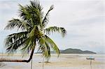 Palm tree on beach, Thailand