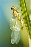 Newly emerged dragonfly drying its wings on blade of grass