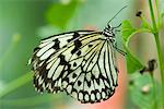 Paper kite butterfly (Idea leuconoe)