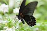 Butterfly on flower