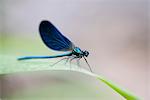 Blue dragonfly resting on blade of grass