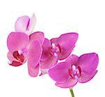 Pink orchid flowers. Isolated on white background