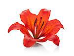 Red lily. Isolated on white background